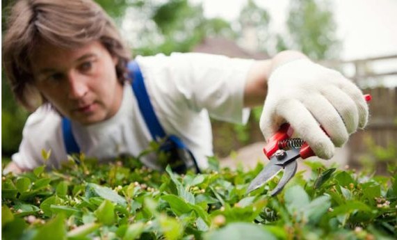 Gardener pruning a hedge with secateurs